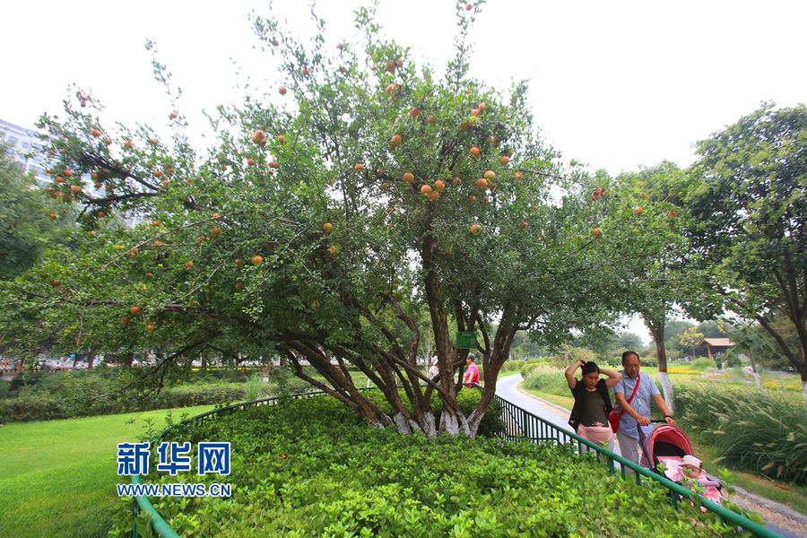  開(kāi)封:百年石榴樹(shù) 碩果鬧枝頭