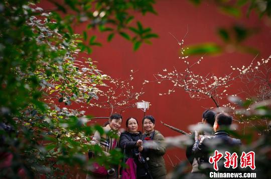 南京鐘山景區(qū)“雙梅斗艷”喜迎農(nóng)歷新年（組圖）