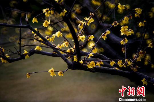 南京鐘山風(fēng)景區(qū)內(nèi)，蠟梅和梅花“雙梅斗艷”，美不勝收�！∶穼� 攝