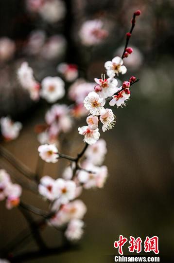 往年二月才開(kāi)的梅花，今年早早就含苞待放，吐露芬芳�！∶穼� 攝