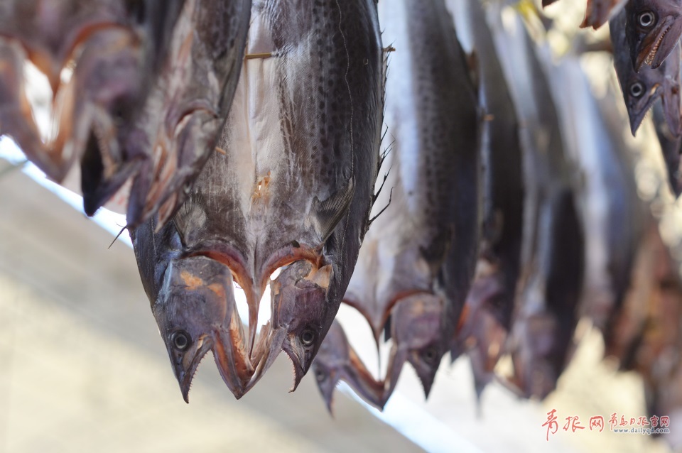 青島進(jìn)入秋鲅魚(yú)晾曬季 空中美味誘人味蕾(圖)